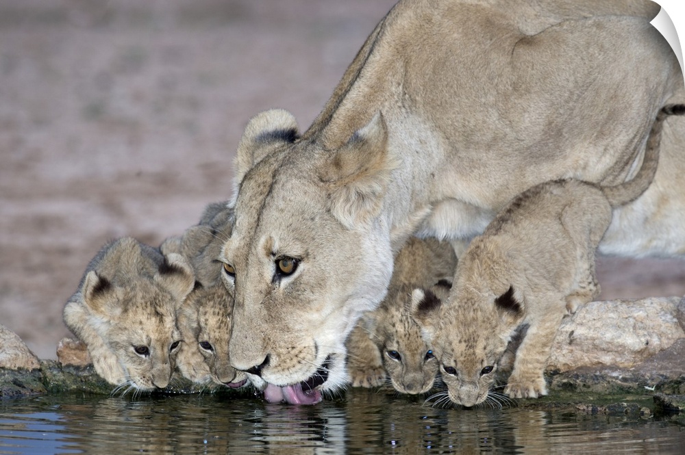 An African Lioness (Panthera Leo) with cubs drinking at a waterhole in the Auob riverbed in Kgalagadi Transfrontier nation...