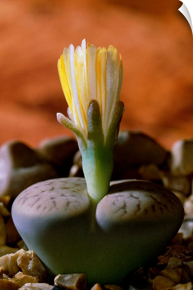 Living stone flower (Lithops pseudotruncatella dendritica).