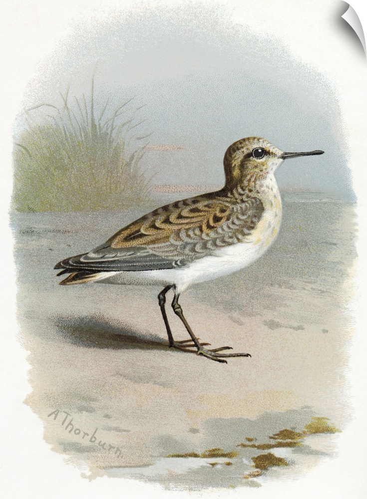 Little stint. Historical artwork of a little stint (Calidris minuta). This small wading shorebird is a migrant, breeding i...
