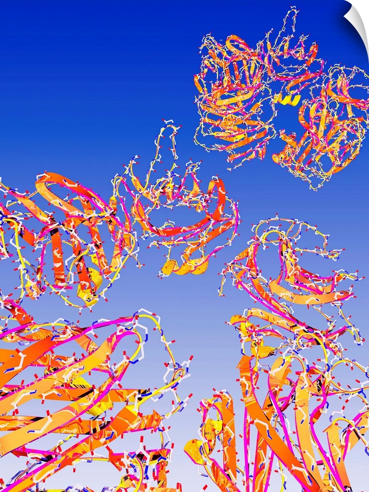 C-reactive proteins, computer artwork. C-reactive proteins (CRPs) are produced by the liver during periods of acute inflam...