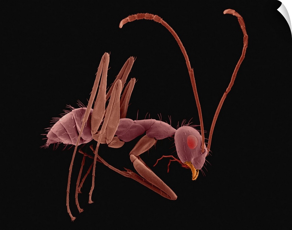 Coloured scanning electron micrograph (SEM) of Longhorn crazy ant (Paratrechina longicornis). The longhorn crazy ant (Para...
