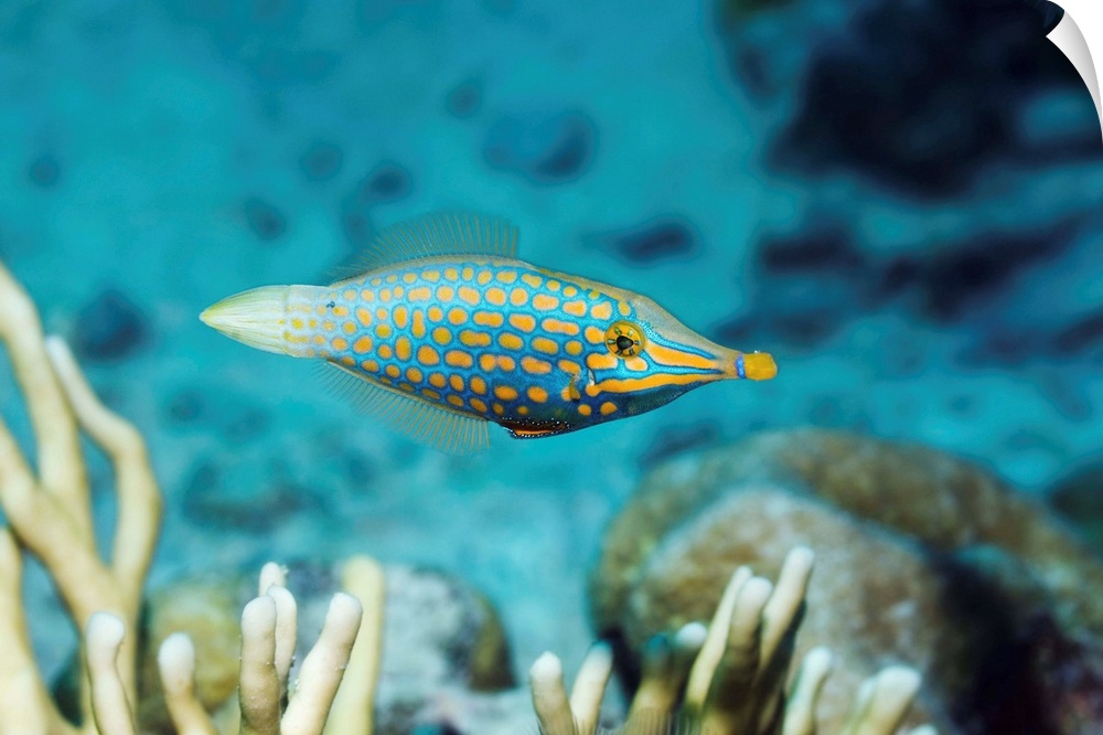Longnose filefish (Oxymonacanthus longirostris) on a coral reef. This fish, also called the orange spotted filefish or har...