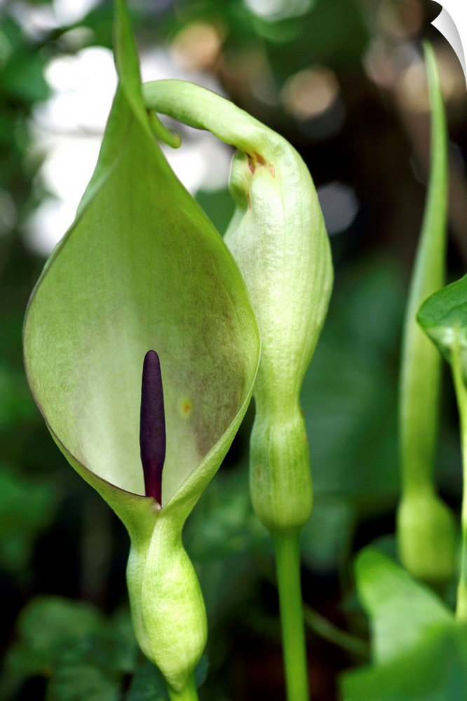 Lords and ladies (Arum maculatum) spathe (green) and spadix (purple). The female flowers occur at the base of the spadix a...