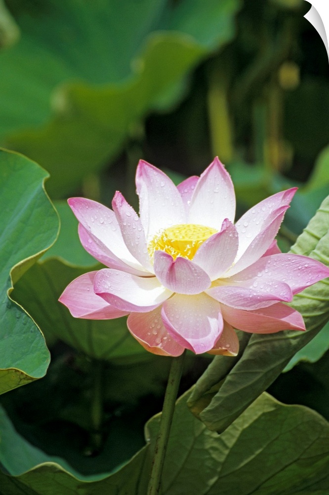 Lotus flower (Nelumbo sp.). The pink/white petals surround the central reproductive parts (yellow). The lotus plant is par...