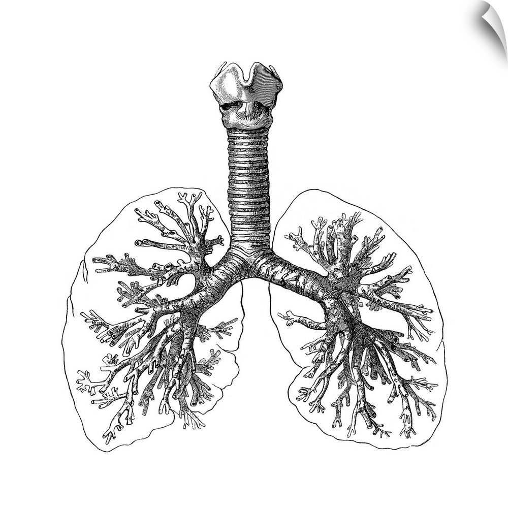 Lung anatomy, artwork.