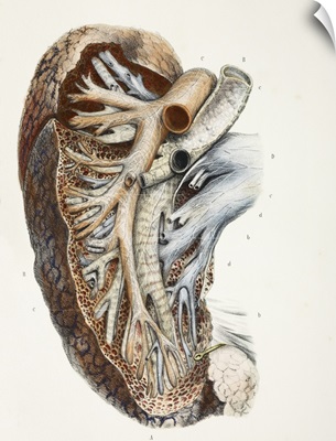 Lung blood vessel nerves, 1844 artwork