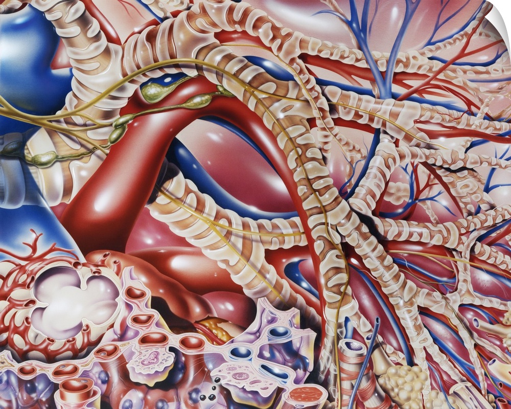 Lung bronchioles. Artwork of the inside of the lung, showing the bronchioles (brown, banded), alveoli (cream, round) and b...