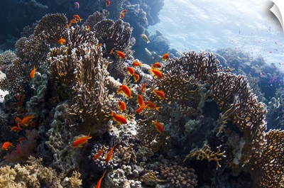Lyretail Anthias On A Reef