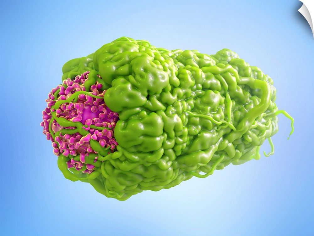 Macrophage engulfing cancer cell. 3D computer illustration of a macrophage white blood cell (green) phagocytosing (engulfi...
