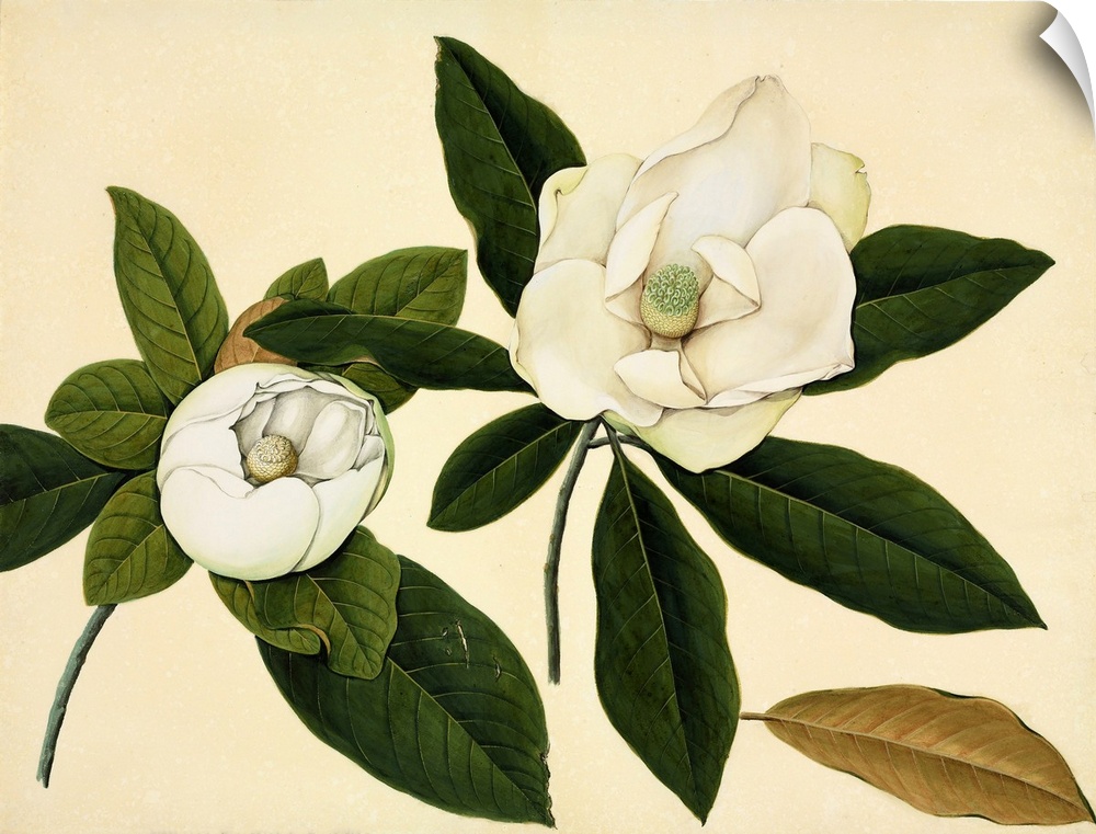 Magnolia flowers, 19th-century artwork. These are thought to be (but not confirmed as) the species Magnolia delavayi.  Thi...