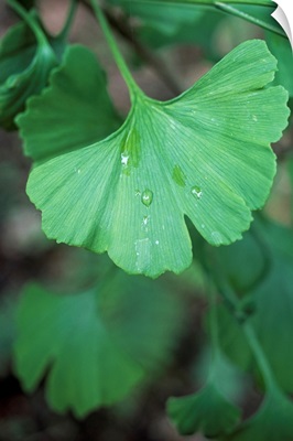 Maidenhair tree leaf (Ginkgo biloba)