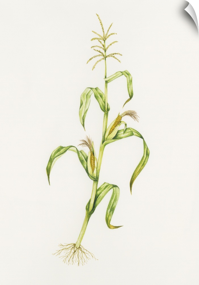 Maize (Zea mays). Watercolour artwork illustrating stages of growth of maize. The stem at the top is topped by spikelets o...