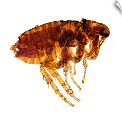 Male flea, light micrograph