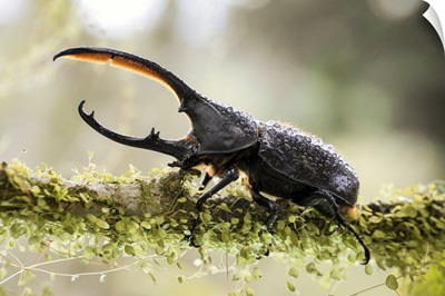 Male Hercules Beetle