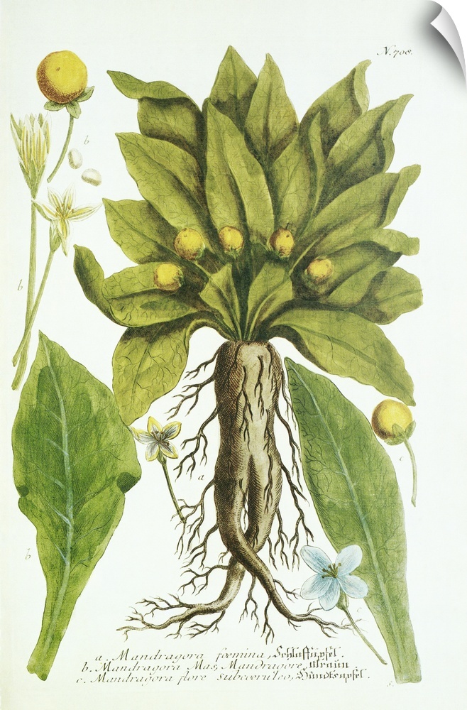 Mandrake plant, historical artwork. Different parts of the plant are shown in this botanical artwork, including the roots,...
