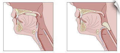 Mechanics of swallowing, diagram
