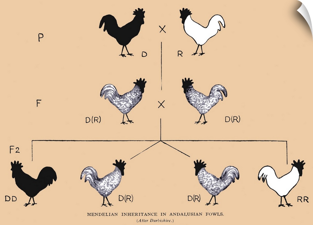 Mendelian inheritance in fowls, as a result of parental genes. P = parents, F