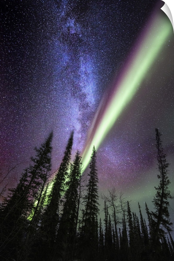 A composite image with the milky way and the Aurora Borealis over spruce trees in Alaska. The Aurora Borealis (northern li...
