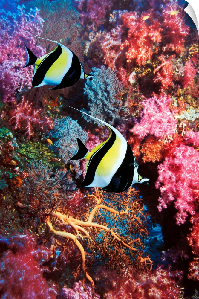 Moorish idols (Zanclus cornutus) on a coral reef. This fish inhabits around coral reefs in the tropical Indo-Pacific regio...