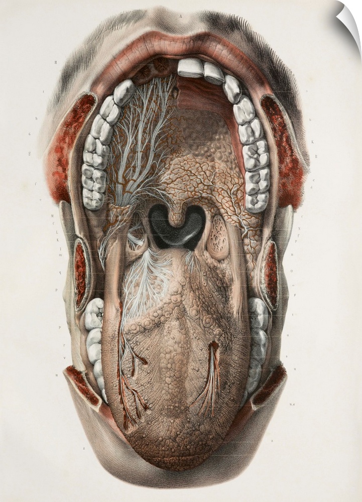 Mouth and throat nerves. This anatomical artwork is plate 86 from volume 3 (1844) of 'Traite complet de l'anatomie de l'ho...