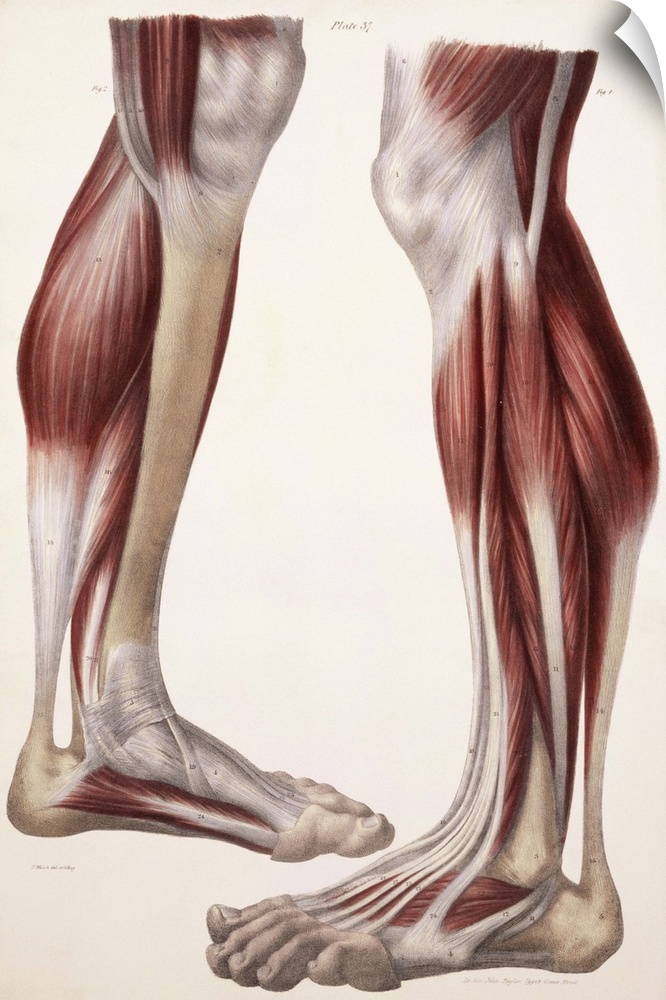 Muscles of the lower leg, historical artwork. The skin and fascia (connective tissue) have been removed to expose the musc...