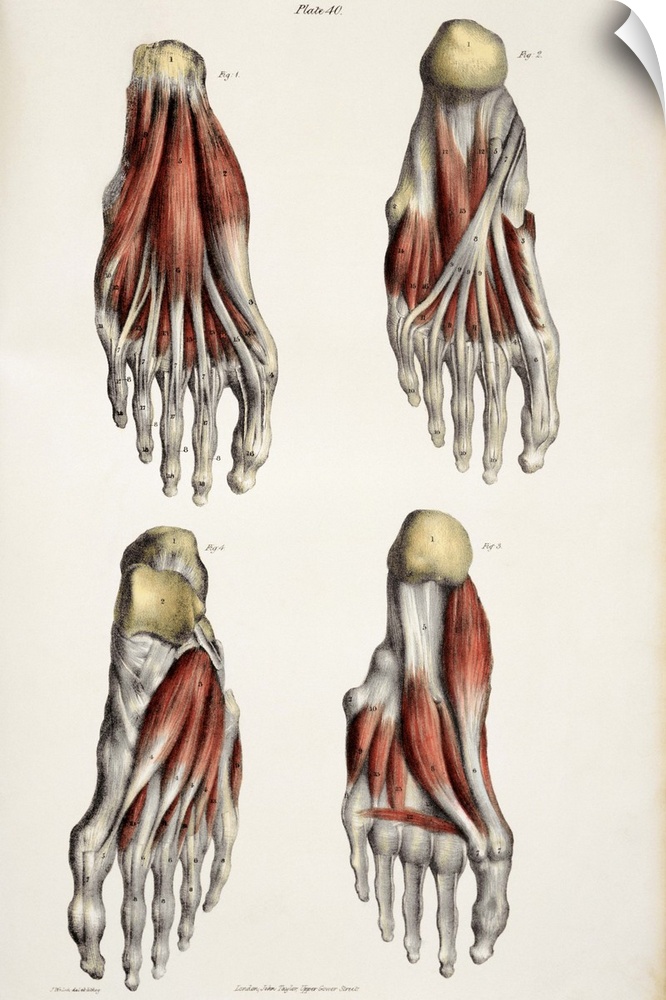Muscles of the foot, historical artwork. The figure at top left shows the first layer of muscles (red) in the sole of the ...