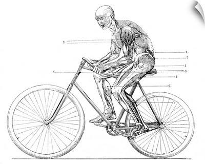 Muscles used in cycling, 19th century
