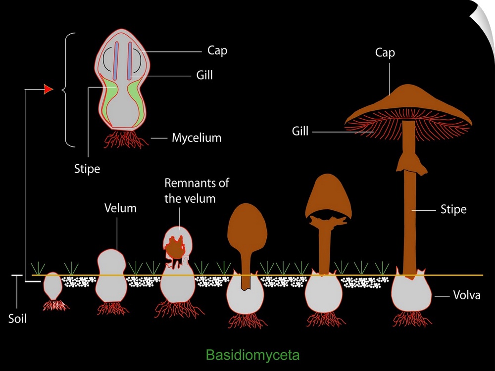 Mushroom anatomy. Diagram of the anatomy of Basidiomyceta mushrooms, and their growth from a fungal mycelium in the soil (...