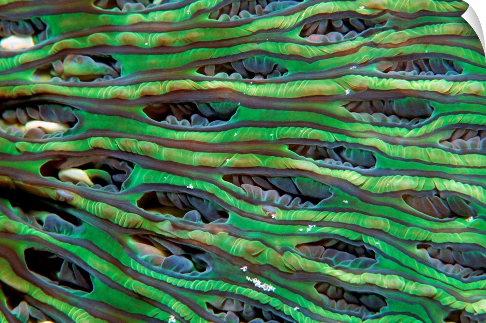 Mushroom coral (Heliofungia actiniformis). Close- up of retracted polyps, which are among the largest polyps of all corals...