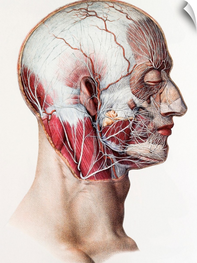 Neck and facial nerves. Historical anatomical artwork of the nerves of the human neck and face. This view is from the side...