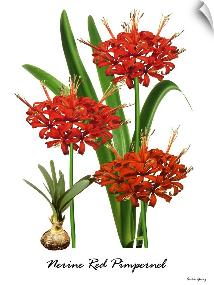 Illustration of Nerine 'Red Pimpernell' in flower.