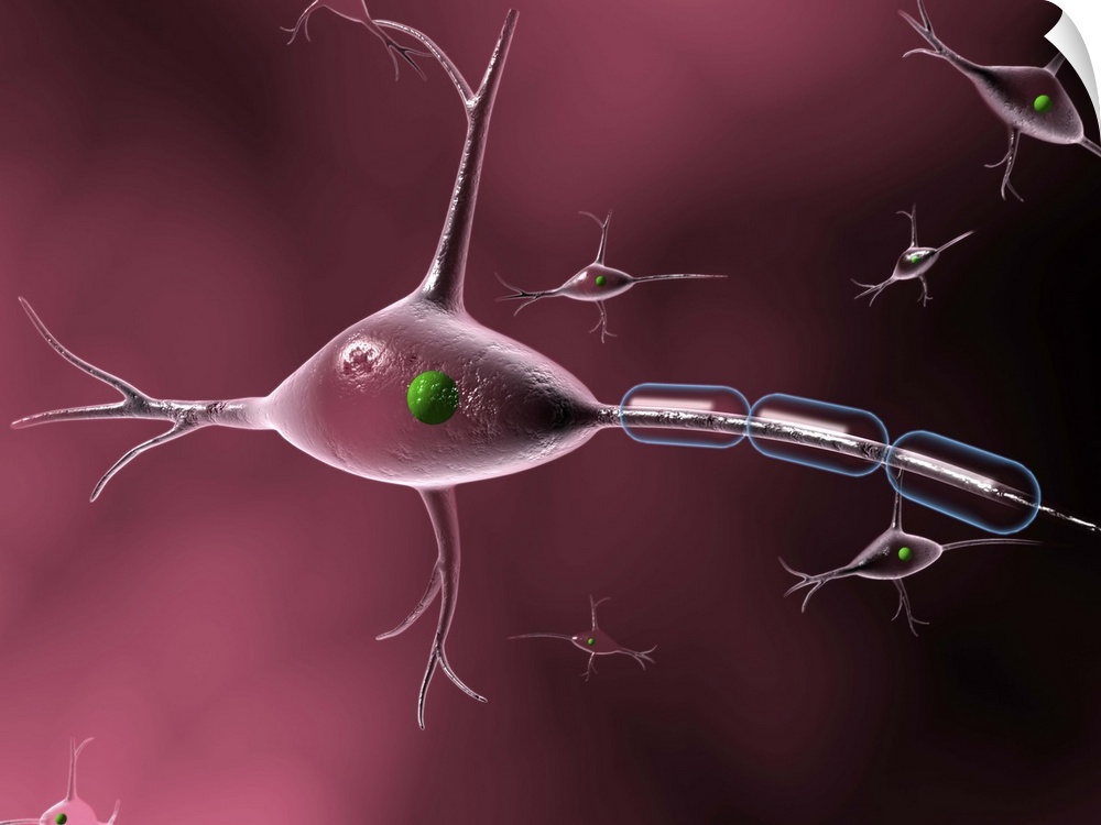 Nerve cell. Computer artwork of a nerve cell or neuron. Other nerve cells are seen in the background. Neurons are responsi...