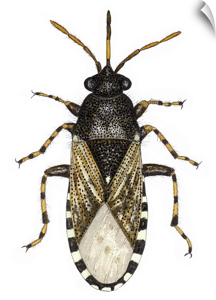 Nettle groundbug (Heterogaster urticae), artwork. This insect measures between 6-7mm long. It is often found on nettle lea...