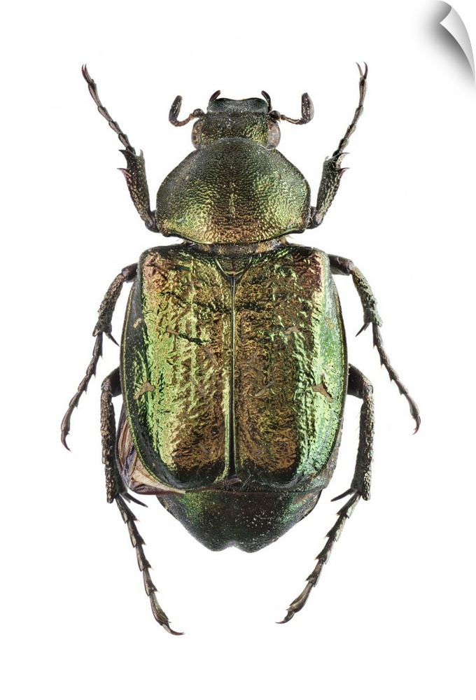 Noble chafer. The noble chafer (Gnorimus nobilis) is a green scarab beetle. It spends most of its life as a grub in the ro...