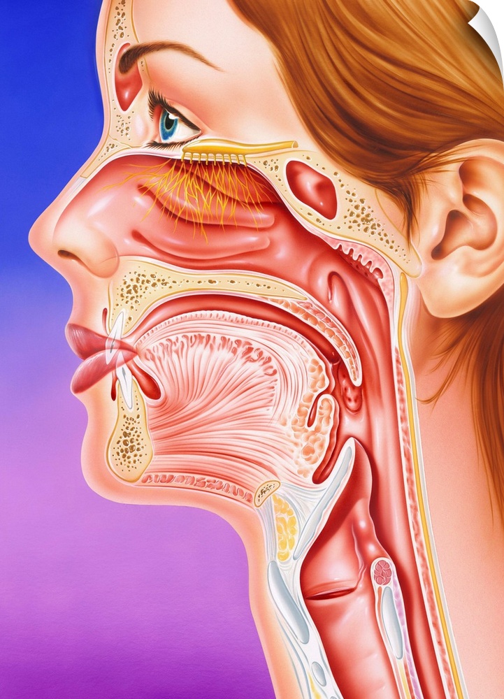 Nose, mouth and throat. Cutaway artwork of the anatomy of the nose, mouth and throat. The large nasal cavity (upper centre...