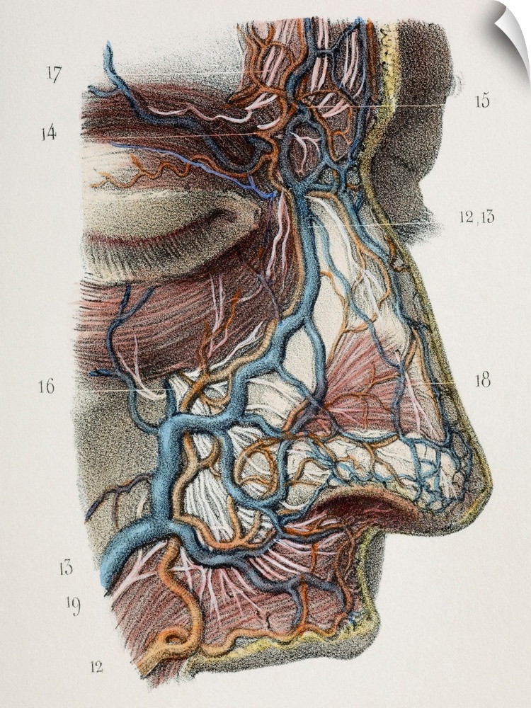 Nose nerves and vessels. This anatomical artwork is figure 7, plate 84 from volume 3 (1844) of 'Traite complet de l'anatom...