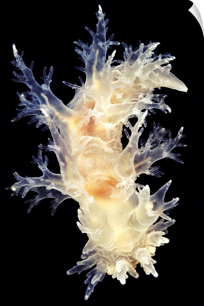 Nudibranch. White form of the nudibranch Dendronotus frondosus. Nudibranchs (sea slugs) are shell-less marine molluscs tha...