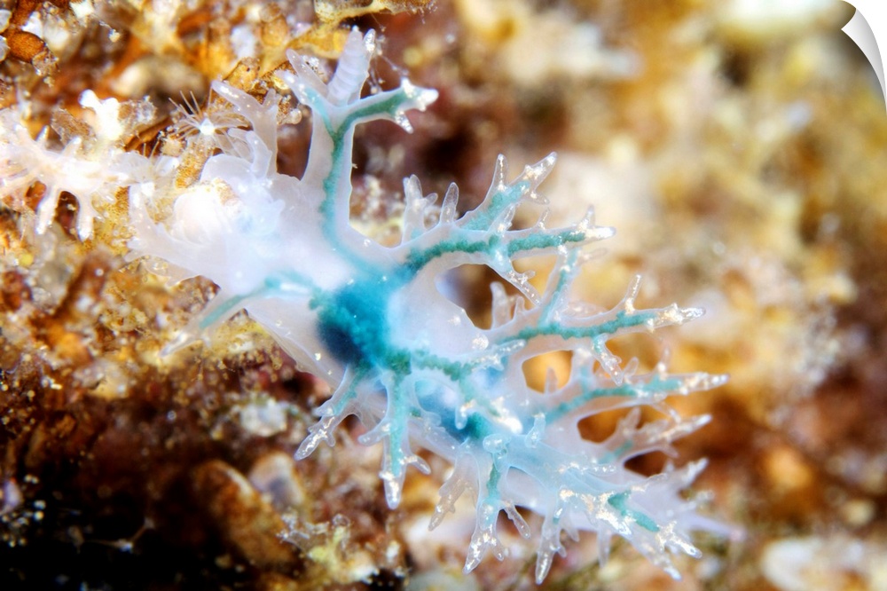 Nudibranch. Blue form of the nudibranch Dendronotus frondosus. Nudibranchs (sea slugs) are shell-less marine molluscs that...
