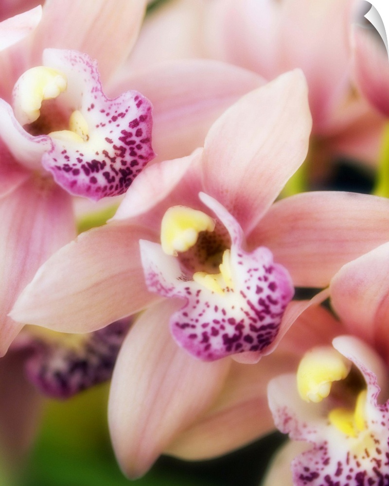 Orchid flowers (Cymbidium hybrid).