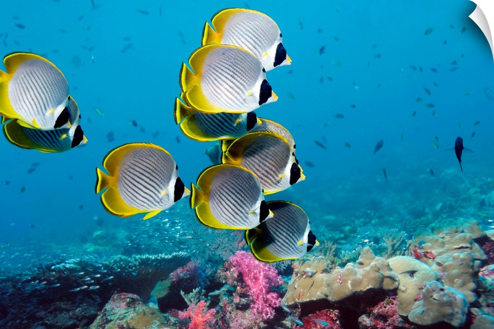 Panda butterflyfish (Chaetodon adiergastos) over a coral reef. This fish reaches a length of around 20 centimetres and inh...