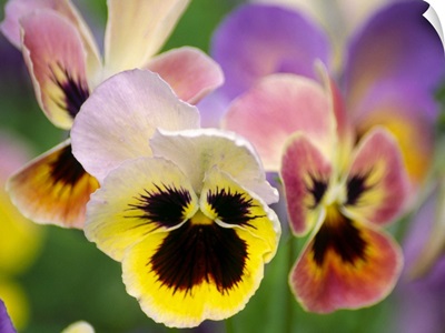 Pansies (Viola wittrockiana)