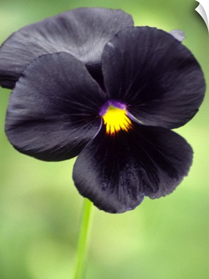 Pansy (Viola wittrockiana)