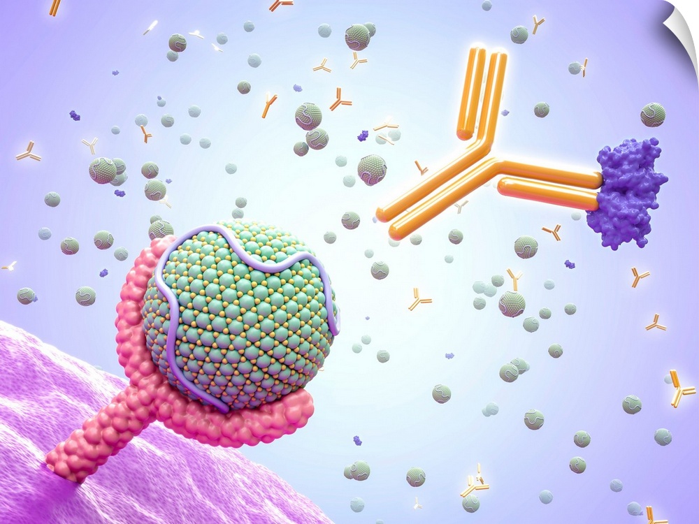 Computer illustration of a low-density lipoprotein (LDL, 'bad' cholesterol) molecule (round) bound to an LDL receptor (LDL...
