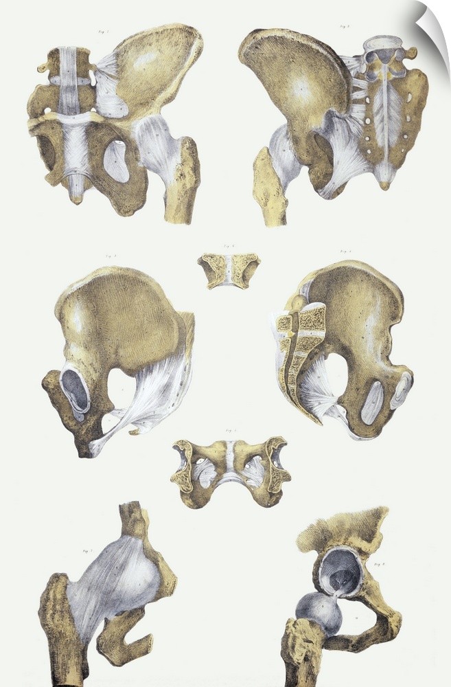 Pelvis bones and ligaments. Historical anatomical artwork of pelvis bones (yellow) and ligaments (white). Ligaments are ba...