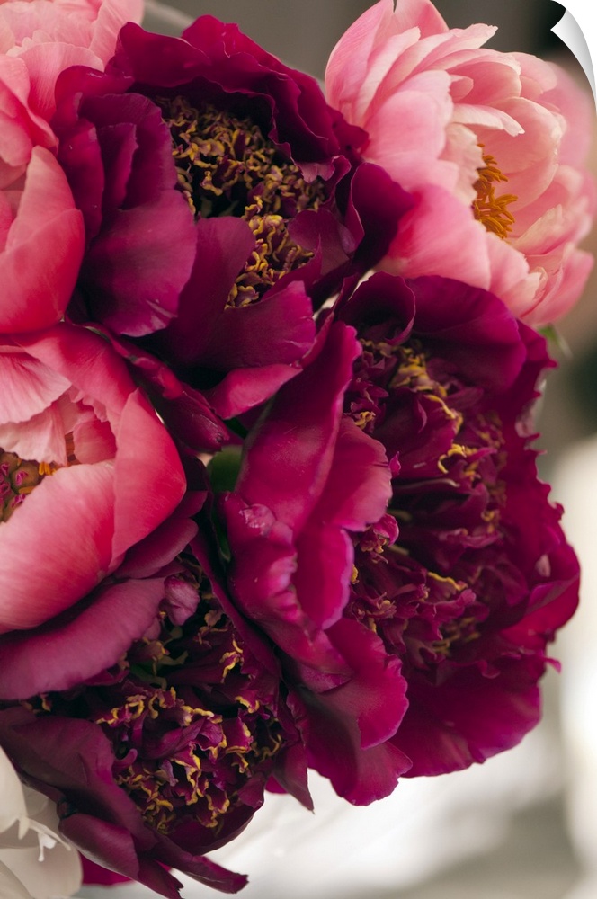 Bouquet of peonies (Paeonia lactiflora 'Charm' and 'Coral Charm').