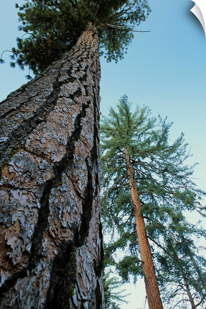 Ponderosa pine trees (Pinus ponderosa). Photographed in Kings Canyon National Park, California, USA.