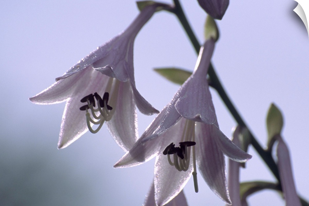 Plantain lily flowers (Hosta sp.).
