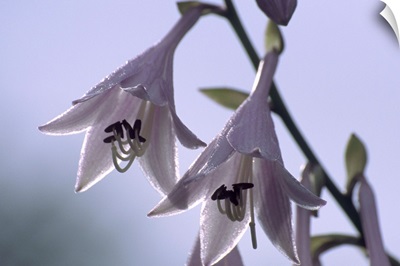 Plantain lily flowers (Hosta sp.)