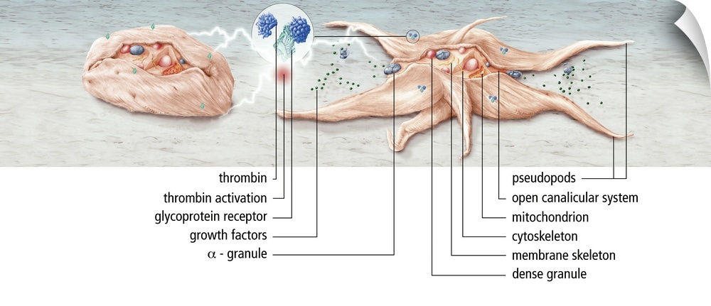 Platelet activation. Artwork showing the activation of a platelet, or thrombocyte. Platelets are fragments of white blood ...