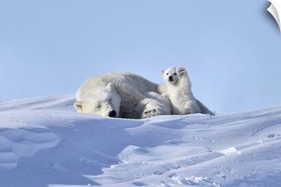 Polar Bear Mother And Cub